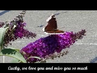 lucky_butterfly5_music